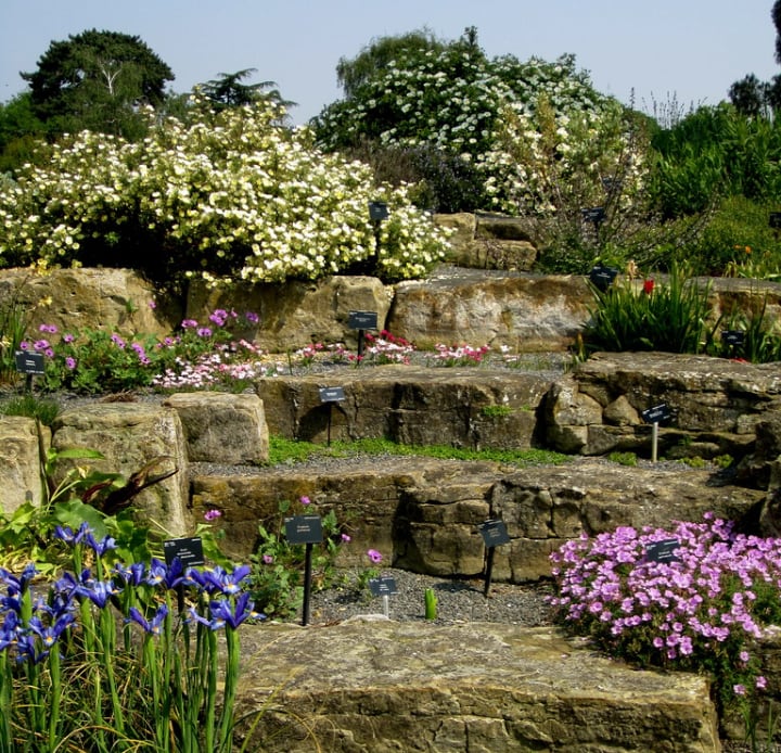 alpine rock garden