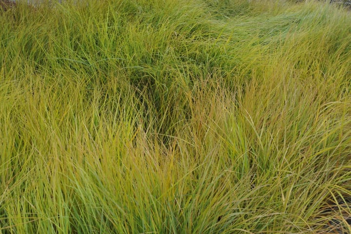 anemanthele lessoniana pheasant grass dry shade plant