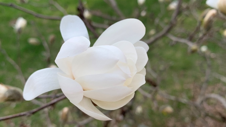 anise magnolia flower