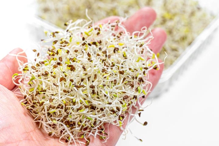 antioxidant rich microgreens