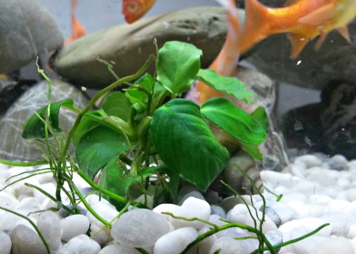 anubias freshwater aquarium plant