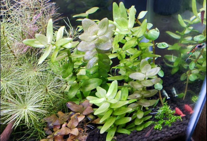 aquarium filled with plants