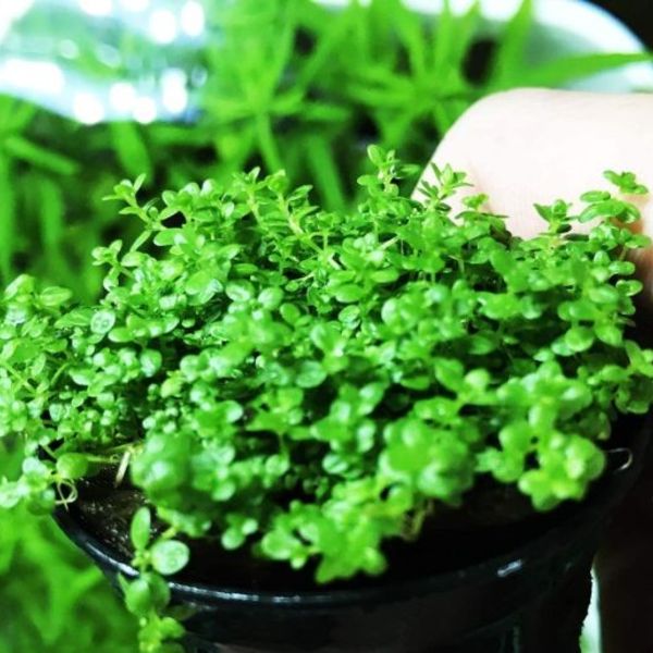 aquarium plants for sale