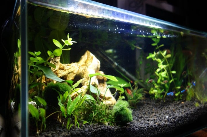 aquarium soil