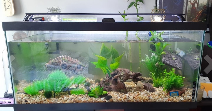 aquarium with background plants