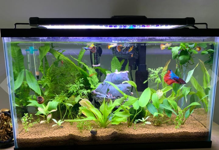 aquarium with full spectrum led light