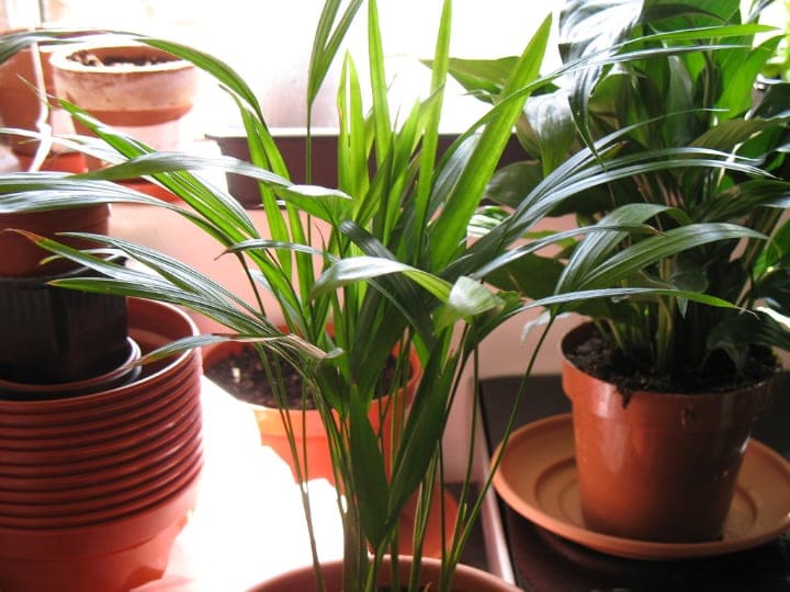 areca palm low light indoor shade trees