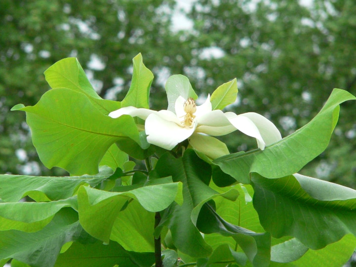 ashe magnolia tree