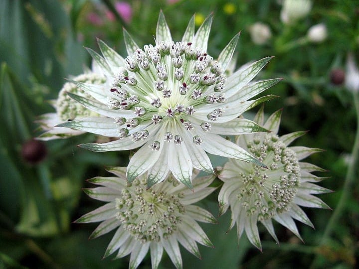 astrantia dry shade plant