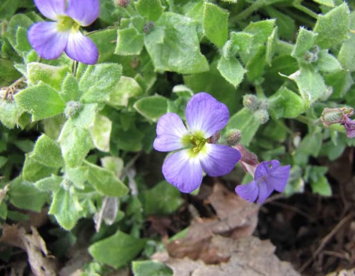 aubrieta deltoidea rock garden plant