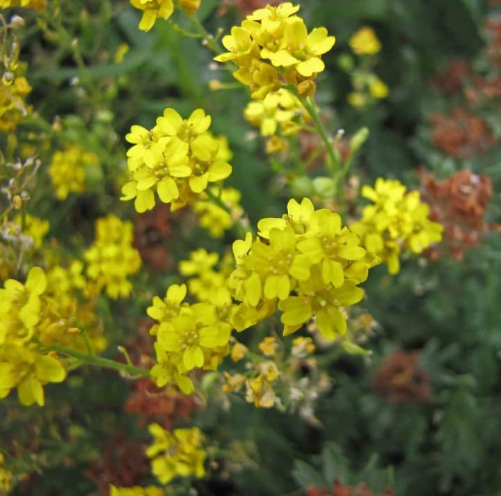 aurinia saxatilis plant for rock garden