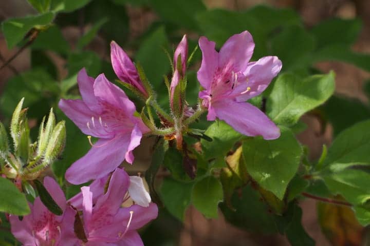 azalea shade loving shrub