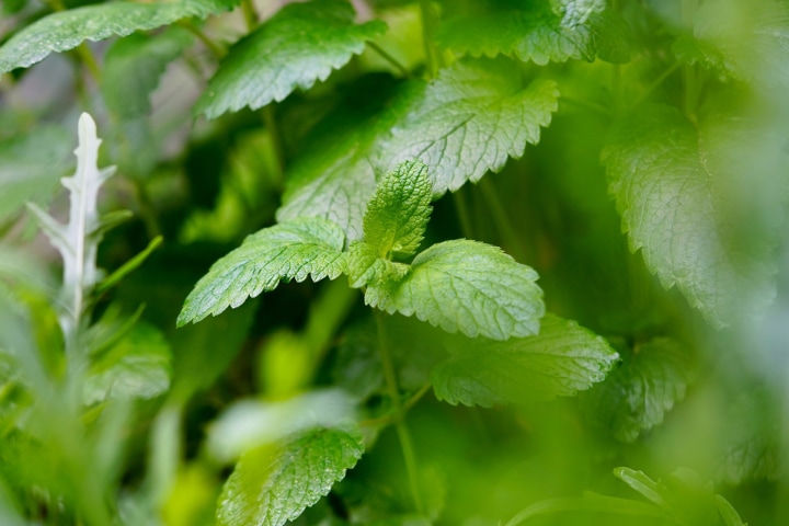 balm lemon herbs