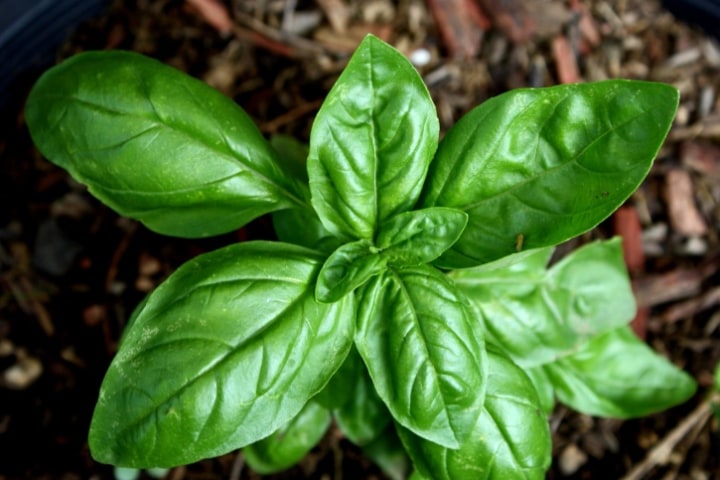 basil plant