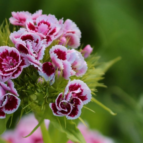 beautiful dianthus flowers in the garden