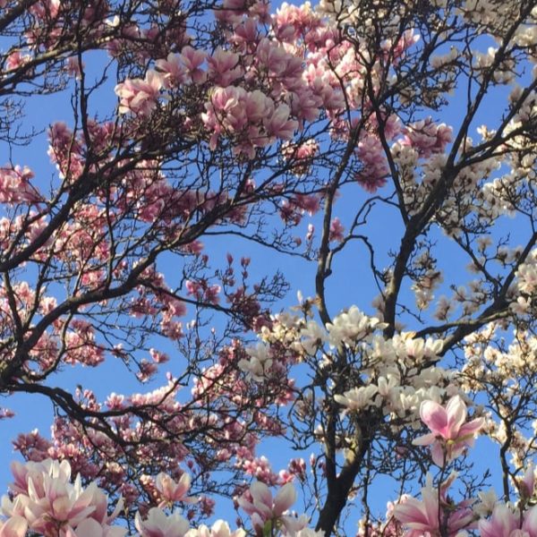 beautiful pink magnolia tree