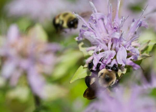 bee balm flowers for bees