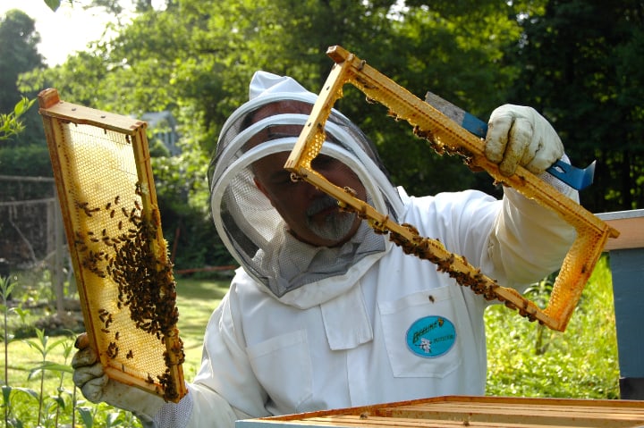 bee hive frames