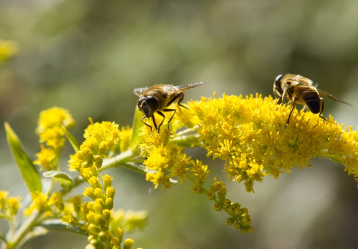 bees pollinating wildflowers