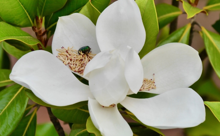 beetle pollenating a magnolia flower