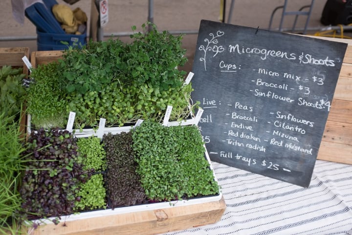 best microgreens to grow