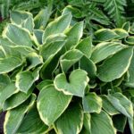 best perennial to grow in shade are hostas