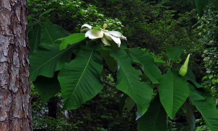 big leaf magnolia tree