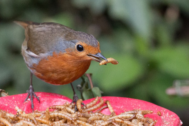 bird eating mealworms