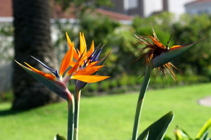 birds of paradise low light indoor shade trees