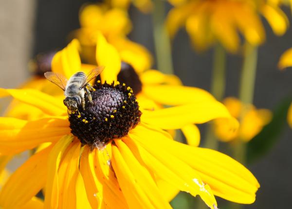 black eyed susan bees