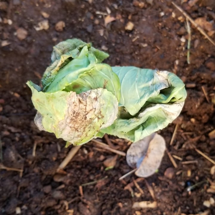 black rot on leaves