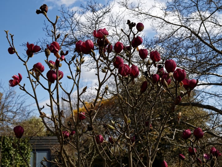 black tulip magnolia tree