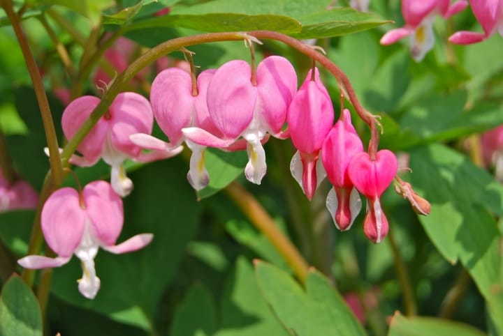 bleeding heart indoor shade plant