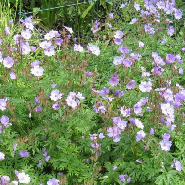 blooming geranium