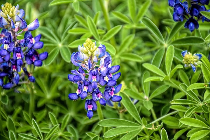 bluebonnet leaves are bad for rabbits