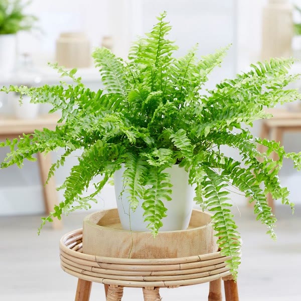 boston fern house plant