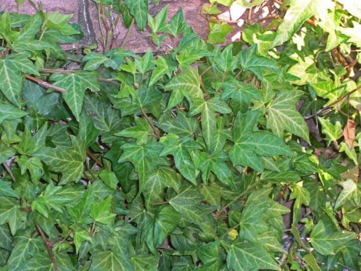 boston ivy crawling shade plants