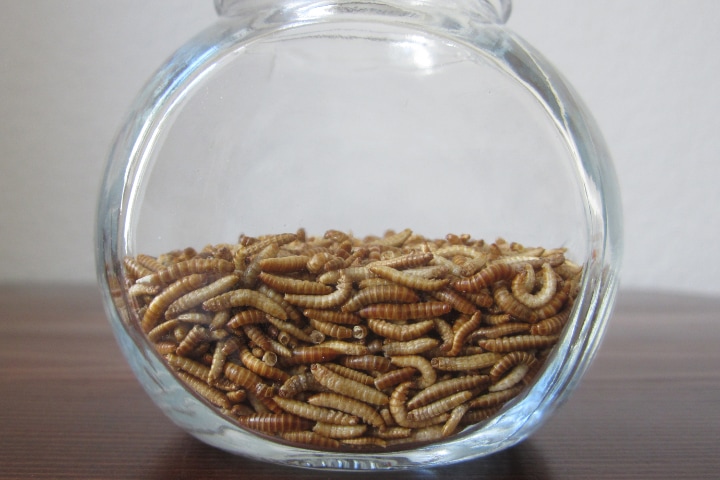 breeding mealworms at home
