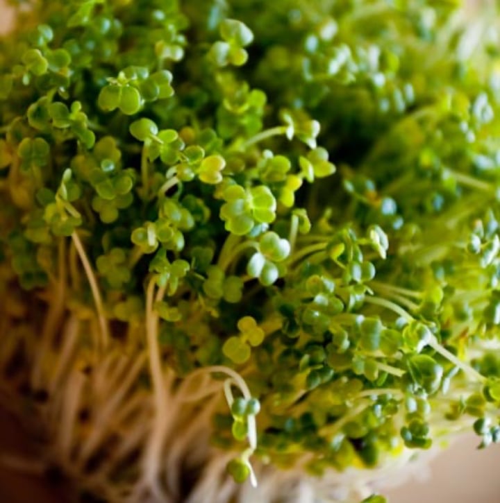 broccoli microgreens