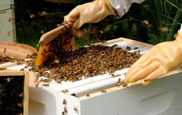 brushing bees aside to harvest honey