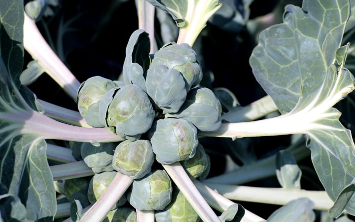 brussel sprout plant under full sunshine