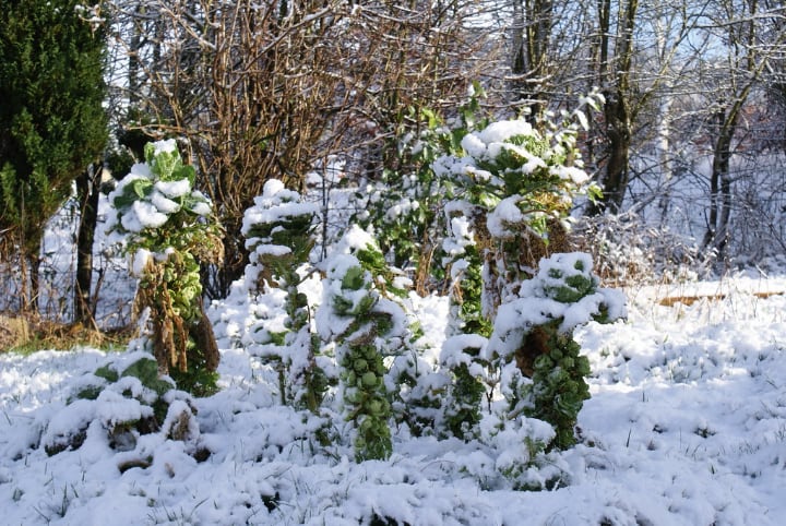 brussel sprout plants covered in snow