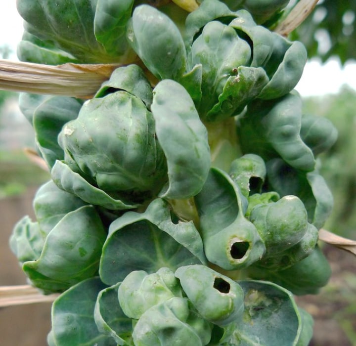 brussel sprout plants in light frost