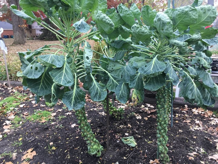 brussel sprout plants in the garden