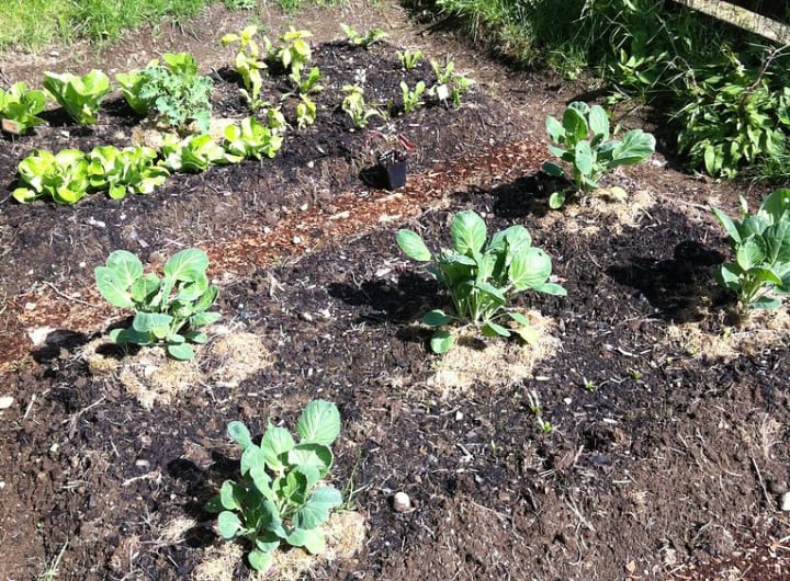 brussel sprout plants on a raised garden bed