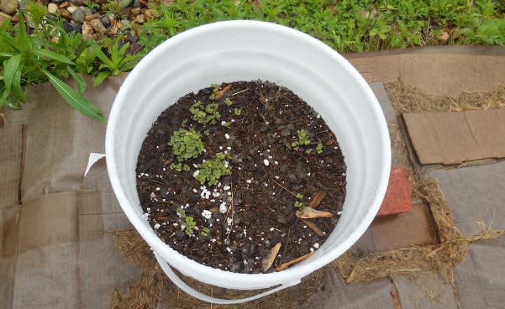 brussel sprout seedling soil