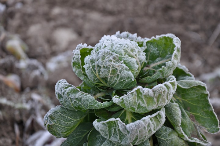 brussel sprouts in winter