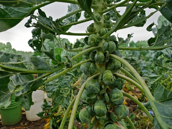 brussel sprouts planted inch apart