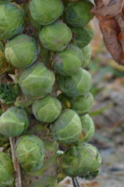 brussels sprouts plant on soil