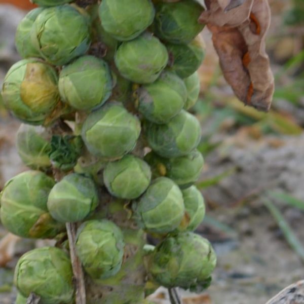 brussels sprouts plant on soil